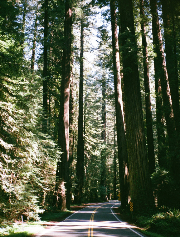 anna-metcalfe-f7TWg8Pgmq4-unsplash